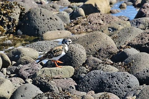 Ruddy Turnstone (Arenaria interpres) Garður lighthouse, Iceland. Aug 6, 2018 Arenaria interpres,Geotagged,Iceland,Ruddy Turnstone,Summer