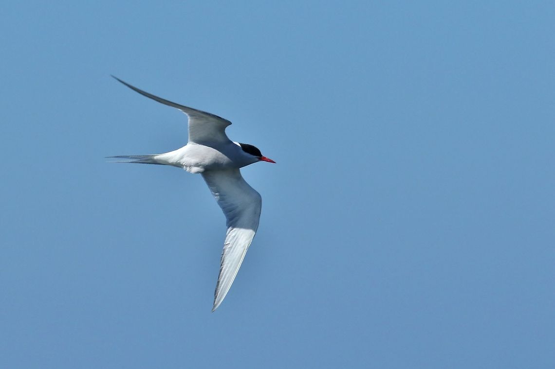 Arctic tern (Sterna paradisaea) Gar&eth;ur lighthouse, Iceland. Aug 6, 2018 Arctic tern,Geotagged,Iceland,Sterna paradisaea,Summer
