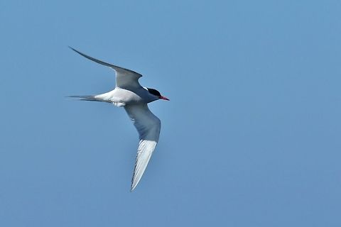 Arctic tern (Sterna paradisaea) Garður lighthouse, Iceland. Aug 6, 2018 Arctic tern,Geotagged,Iceland,Sterna paradisaea,Summer