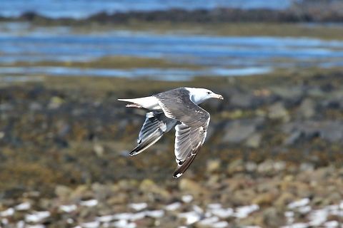 Great black-backed gull in flight Gardur lighthouse, Iceland. Aug 6th, 2018 Geotagged,Great black-backed gull,Iceland,Larus marinus,Summer