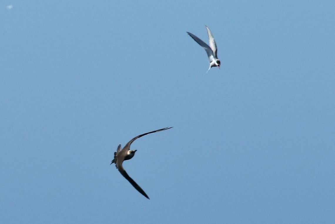 A skua trying to rob a tern... Gar&eth;ur lighthouse, Iceland. Aug 6, 2018 Geotagged,Iceland,Parasitic jaeger,Stercorarius parasiticus,Summer