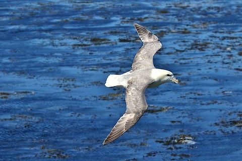 Northern fulmar (Fulmarus glacialis) Garður lighthouse, Iceland. Aug 6, 2018 Fulmaris glacialis,Geotagged,Iceland,Northern fulmar,Summer