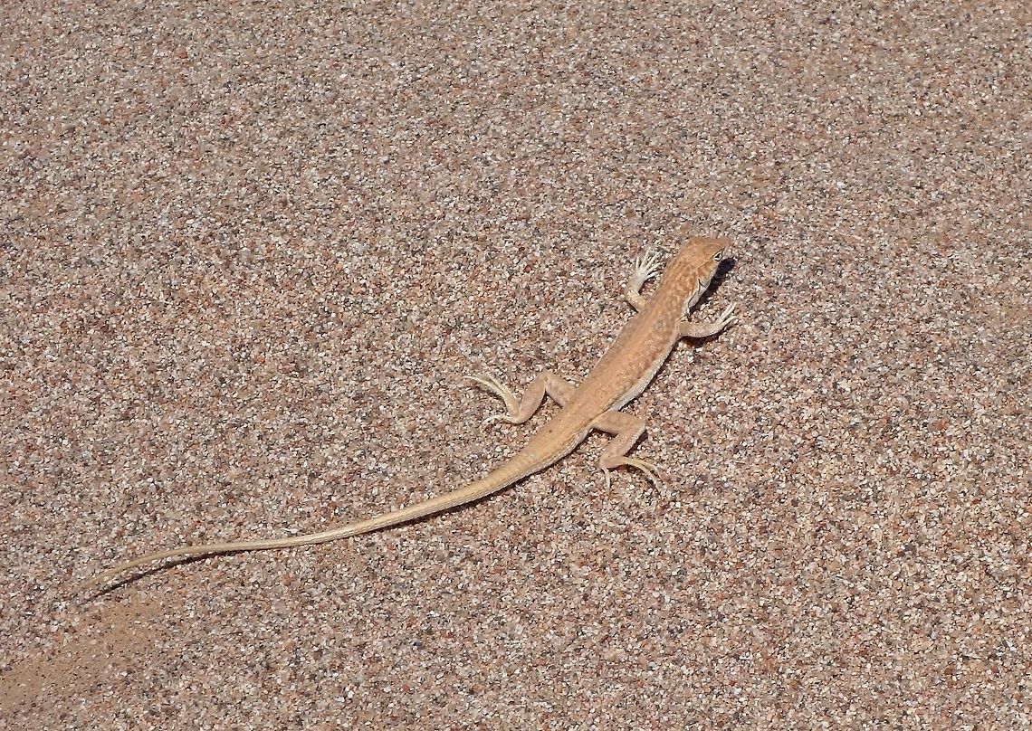Arnold's Fringe-fingered Lizard (Acanthodactylus opheodurus) Aqaba, Jordan. Apr 2, 2015 Acanthodactylus opheodurus,Arnold's Fringe-fingered Lizard,Geotagged,Jordan,Spring