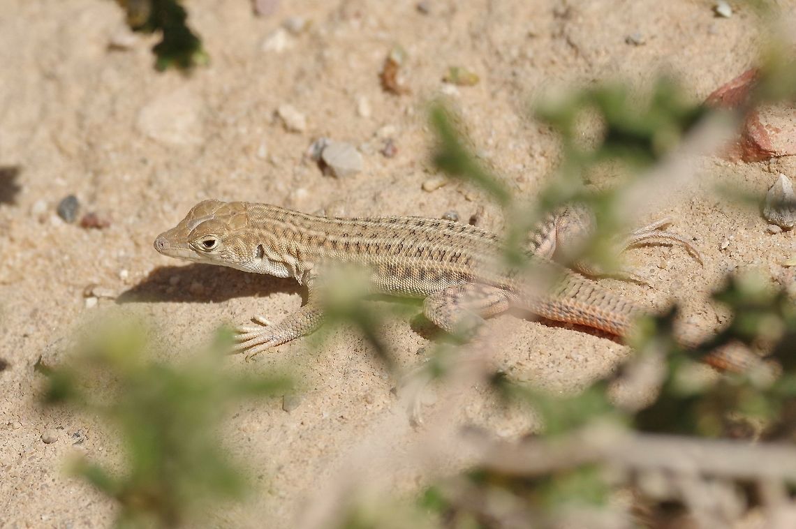 Bosc's fringe-toed lizard (Acanthodactylus boskianus) Petra, Jordan. Apr 3, 2015 Boscs fringe-toed lizard,Geotagged,Jordan,Spring,boskianus
