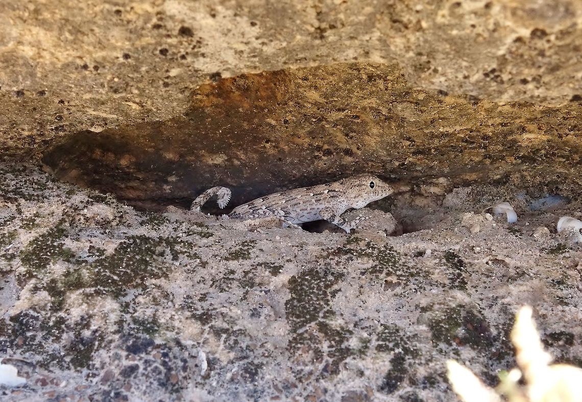 Carter's Rock Gecko (Pristurus carteri) Jabal Qara, Oman. Oct 7, 2015 Fall,Geotagged,Oman,Pristurus carteri