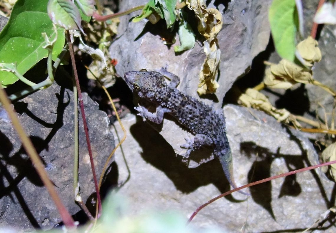 Hemidactylus alkiyumii (Gekkonidae) Wadi Ahjawt, Oman. Oct 10, 2015 Fall,Geotagged,Hemidactylus alkiyumii,Oman