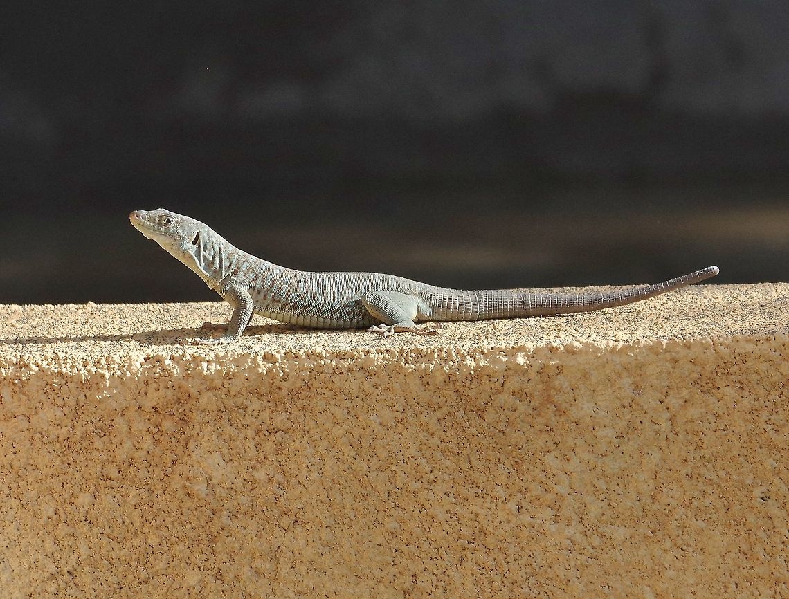 Jayakar Lizard (Omanosaura jayakari) Misfat Al Abriyyin, Oman. Oct 16, 2015 Fall,Geotagged,Jayakar Lizard,Oman,Omanosaura jayakari