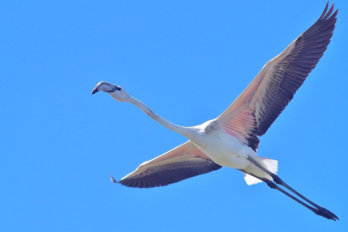 Greater flamingo in flight R&eacute;serve du M&eacute;jean, Lattes, France. Sep 20, 2017 France,Geotagged,Greater flamingo,Phoenicopterus roseus,Summer