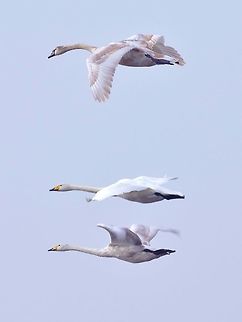 Whooper swans (Cygnus cygnus) Lauwersmeer, Groningen, Netherlands. Feb 19, 2018 Cygnus cygnus,Geotagged,Netherlands,Whooper swan,Winter