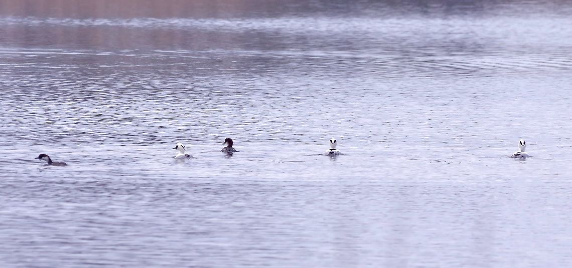 A gang of smews! Lauwersmeer, Groningen, Netherlands. Feb 19, 2018 Geotagged,Mergellus albellus,Netherlands,Smew,Winter