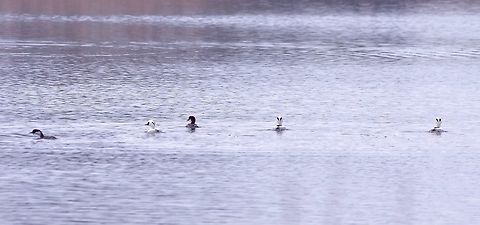 A gang of smews! Lauwersmeer, Groningen, Netherlands. Feb 19, 2018 Geotagged,Mergellus albellus,Netherlands,Smew,Winter
