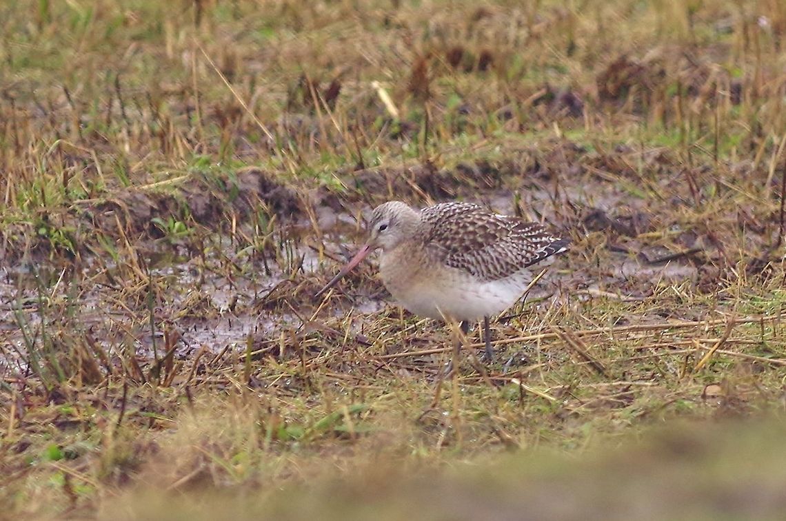 Bar-tailed Godwit (Limosa lapponica) Texel, Netherlands. Feb 15, 2018 Bar-tailed Godwit,Geotagged,Limosa lapponica,Netherlands,Winter