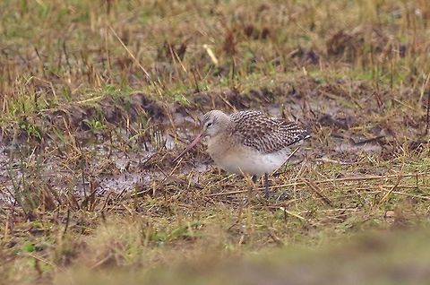 Bar-tailed Godwit (Limosa lapponica) Texel, Netherlands. Feb 15, 2018 Bar-tailed Godwit,Geotagged,Limosa lapponica,Netherlands,Winter