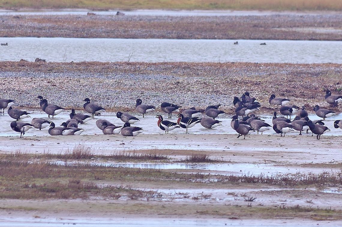 Red-breasted geese (Branta ruficollis) Texel, Netherlands. Feb 15, 2018 Branta ruficollis,Geotagged,Netherlands,Red-breasted goose,Winter