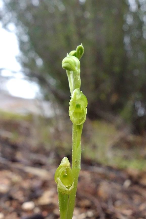 Midget greenhood (Pterostylis mutica) Norseman, WA. Australia. Aug 17, 2015 Australia,Geotagged,Midget greenhood,Pterostylis mutica,Winter