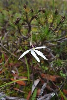 Sugar orchid (Ericksonella saccharata) Norseman, WA, Australia. Aug 17, 2018 Australia,Ericksonella saccharata,Geotagged,Sugar orchid,Winter