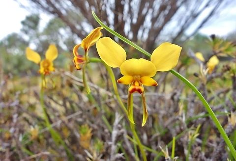 Yellow granite donkey orchid (Diuris hazeliae) Norseman, WA, Australia. Aug 17, 2018 Australia,Diuris hazeliae,Geotagged,Winter,Yellow granite donkey orchid
