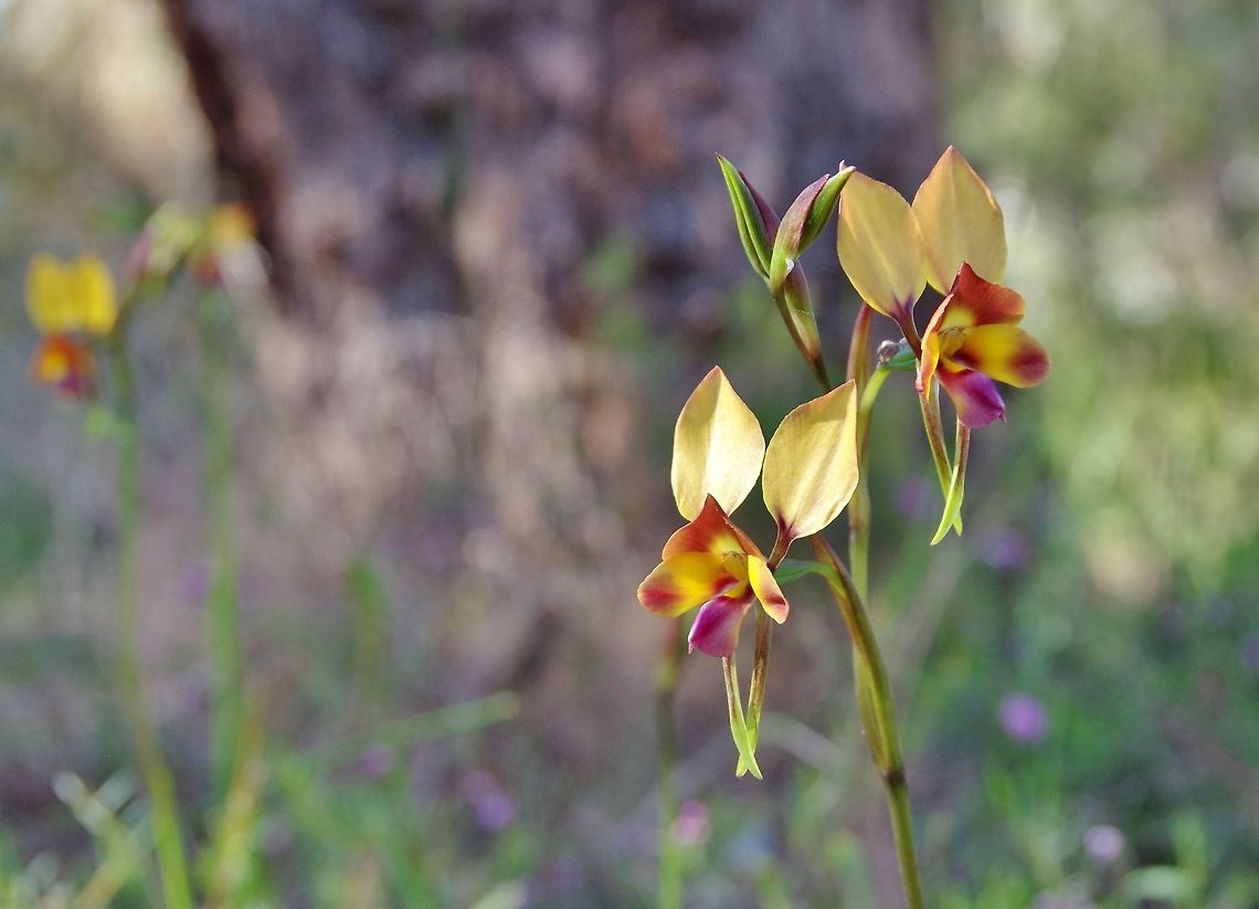 Purple pansy orchid (Diuris longifolia) Perth, WA, Australia. Aug 27, 2018 Australia,Diuris longifolia,Geotagged,Purple pansy orchid,Winter