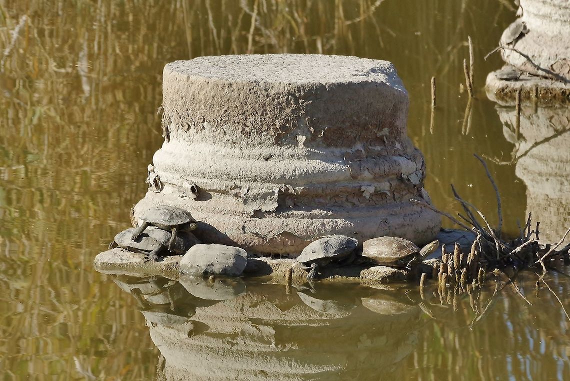 Western Caspian Pond Turtle (Mauremys rivulata) Leto&ouml;n ruins, Turkey. Dec 24, 2015 Balkan pond turtle,Geotagged,Mauremys rivulata,Turkey,Winter