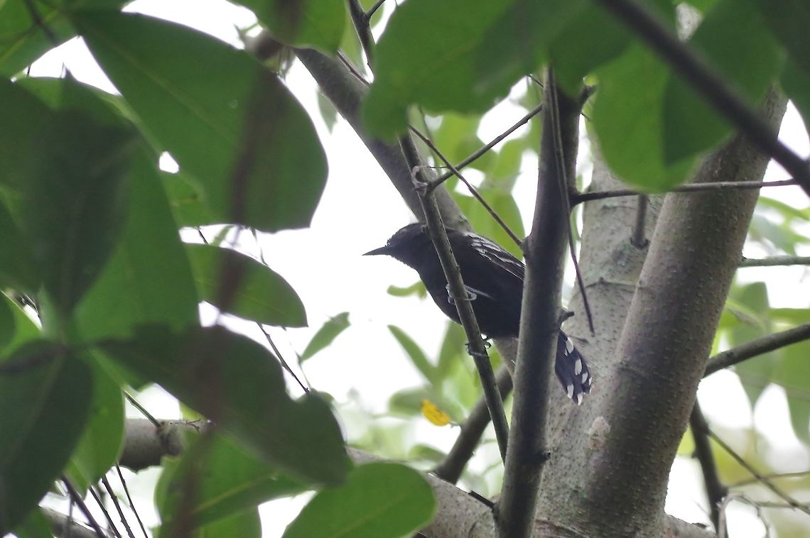 Jet antbird (Cercomacra nigricans) RN El Vinculo, VAC, Colombia. Mar 17th, 2018 Cercomacra nigricans,Colombia,Geotagged,Jet antbird,Winter