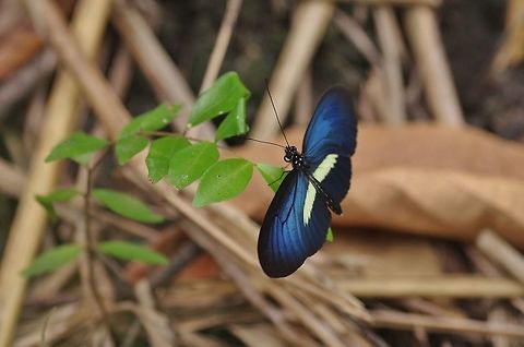 Heliconius erato ssp. chestertonii RN El Vinculo, VAC, Colombia. Mar 17th, 2018 Colombia,Geotagged,Heliconius erato,Red postman,Winter