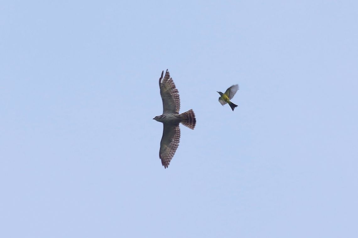 Broad-winged Hawk (Buteo platypterus) being harassed by a kingbird RN El Vinculo, VAC, Colombia. Mar 17th, 2018 Broad-winged Hawk,Buteo platypterus,Colombia,Geotagged,Winter