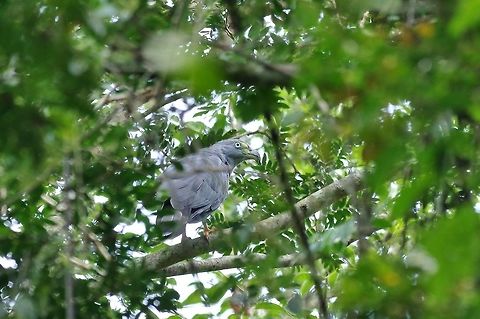 Hook-billed kite (Chondrohierax uncinatus) RN El Vinculo, VAC, Colombia. Mar 17th, 2018 Chondrohierax uncinatus,Colombia,Geotagged,Hook-billed kite,Winter