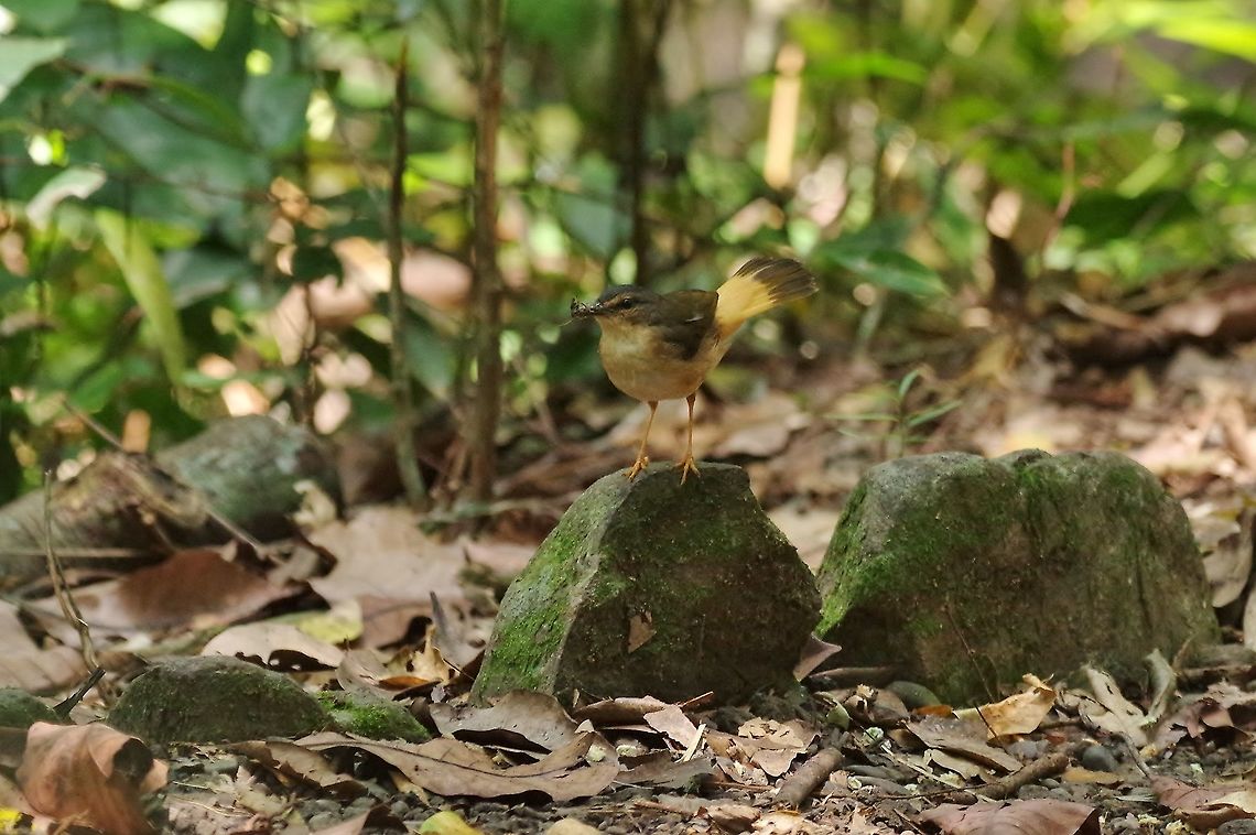Buff-rumped warbler (Myiothlypis fulvicauda) RN El Vinculo, VAC, Colombia. Mar 17th, 2018 Buff-rumped warbler,Colombia,Geotagged,Myiothlypis fulvicauda,Winter