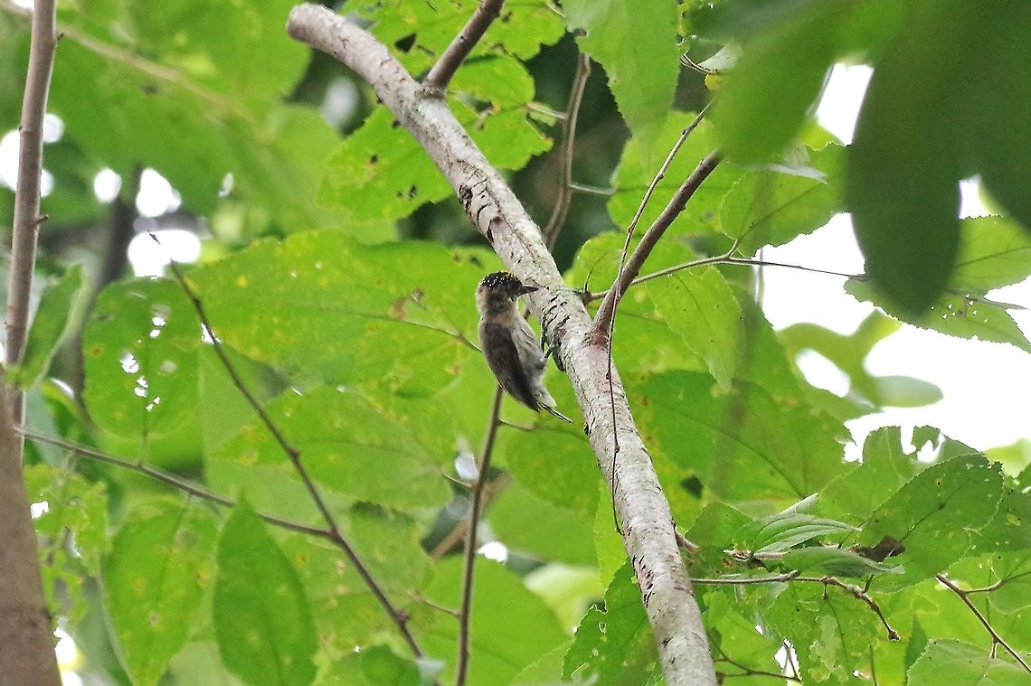 Greyish piculet (Picumnus granadensis) RN El Vinculo, VAC, Colombia. Mar 17th, 2018 Colombia,Geotagged,Greyish piculet,Picumnus granadensis,Winter