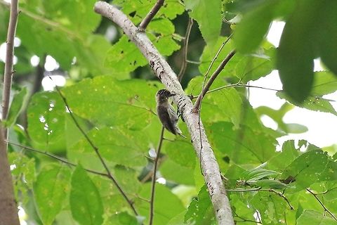 Greyish piculet (Picumnus granadensis) RN El Vinculo, VAC, Colombia. Mar 17th, 2018 Colombia,Geotagged,Greyish piculet,Picumnus granadensis,Winter