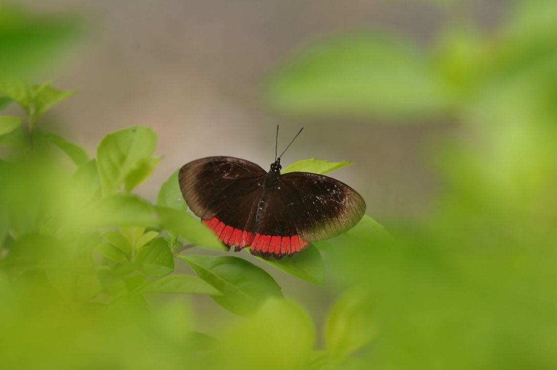 Red Rim (Biblis hyperia) RN El Vinculo, VAC, Colombia. Mar 17th, 2018 Biblis hyperia,Colombia,Geotagged,Winter