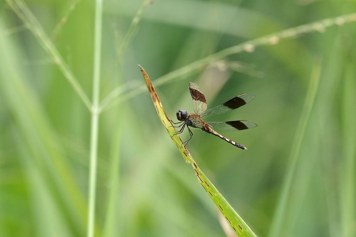 Band-winged dragonlet (Erythrodiplax umbrata) RN El Vinculo, VAC, Colombia. Mar 17th, 2018 Band-winged dragonlet,Colombia,Erythrodiplax umbrata,Geotagged,Winter