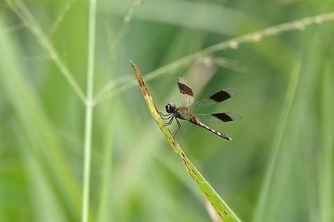 Band-winged dragonlet (Erythrodiplax umbrata) RN El Vinculo, VAC, Colombia. Mar 17th, 2018 Band-winged dragonlet,Colombia,Erythrodiplax umbrata,Geotagged,Winter