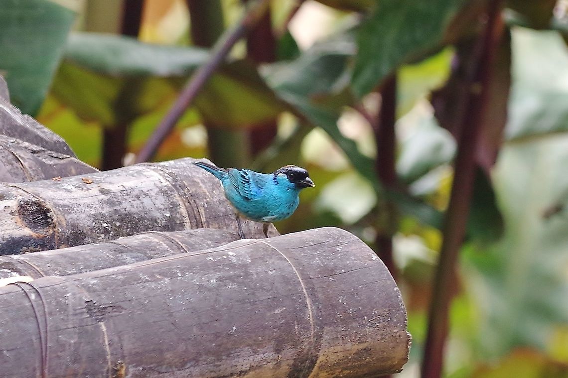 Golden-naped tanager (Tangara ruficervix) Finca Alejandria, VAC, Colombia. Mar 18, 2018 Colombia,Geotagged,Golden-naped tanager,Tangara ruficervix,Winter