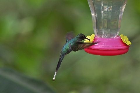 Green hermit (Phaethornis guy) Finca Alejandria, VAC, Colombia. Mar 18, 2018 Colombia,Geotagged,Green hermit,Phaethornis guy,Winter