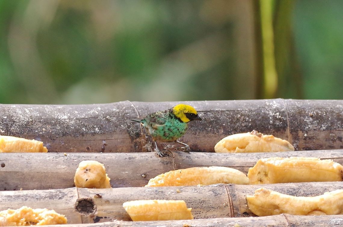 Saffron-crowned tanager (Tangara xanthocephala) Finca Alejandria, VAC, Colombia. Mar 18, 2018 Colombia,Geotagged,Saffron-crowned tanager,Tangara xanthocephala,Winter