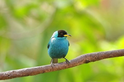 Green Honeycreeper (Chlorophanes spiza) Finca Alejandria, VAC, Colombia. Mar 18, 2018 Chlorophanes spiza,Colombia,Geotagged,Green Honeycreeper,Winter