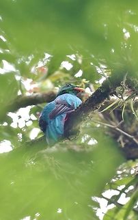 Golden-headed quetzal (Pharomachrus auriceps) Finca Alejandria, VAC, Colombia. Mar 18, 2018 Colombia,Geotagged,Golden-headed quetzal,Pharomachrus auriceps,Winter