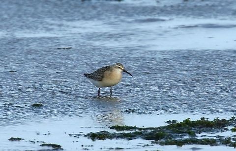Curlew sandpiper (Calidris ferruginea) Texel, Netherlands. Sep 9th, 2018 Calidris ferruginea,Curlew sandpiper,Geotagged,Netherlands,Summer