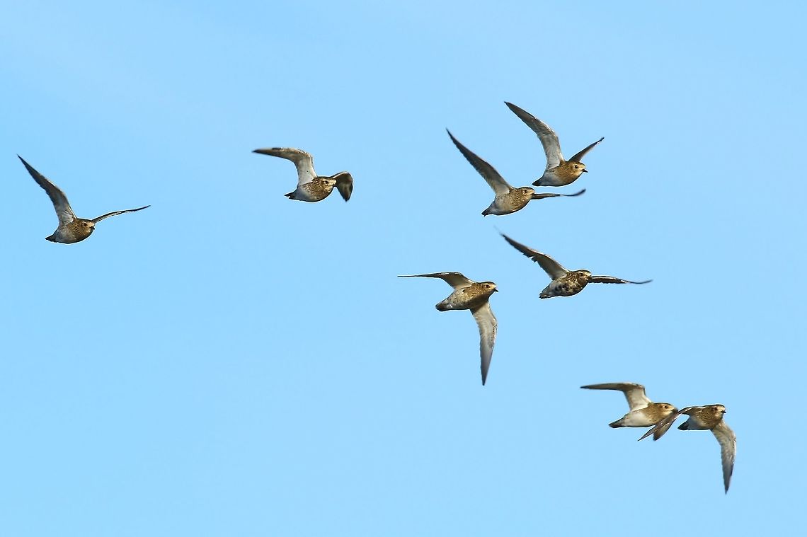 European golden plovers (Pluvialis apricaria) in flight Reykjavik, Iceland. Sep 13th, 2018 European golden plover,Geotagged,Iceland,Pluvialis apricaria,Summer