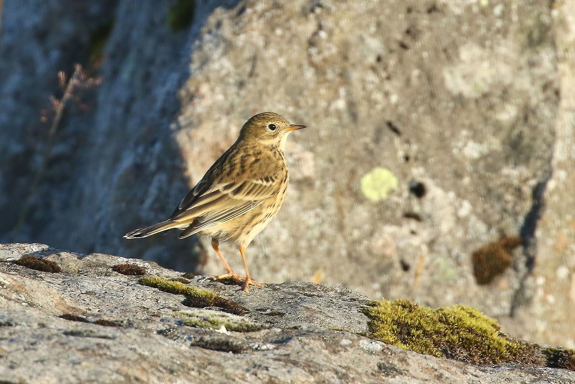 Meadow pipit (Anthus pratensis) Reykjavik, Iceland. Sep 13th, 2018 Anthus pratensis,Geotagged,Iceland,Meadow pipit,Summer