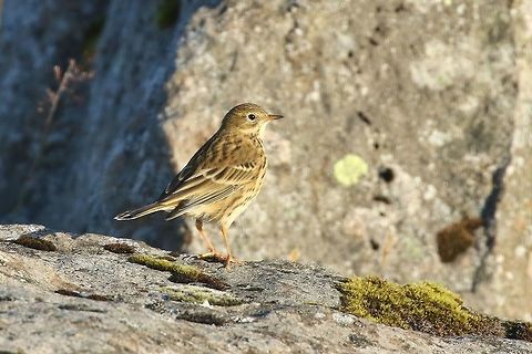 Meadow pipit (Anthus pratensis) Reykjavik, Iceland. Sep 13th, 2018 Anthus pratensis,Geotagged,Iceland,Meadow pipit,Summer