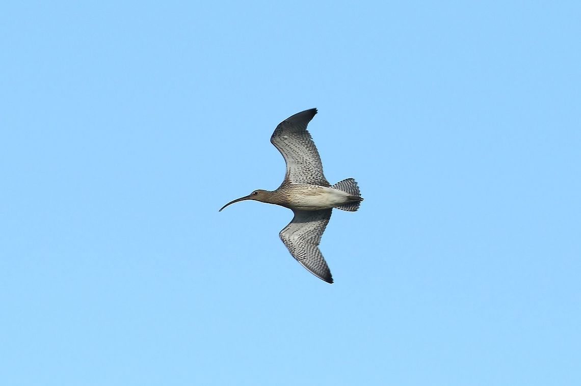 Whimbrel (Numenius phaeopus) Reykjavik, Iceland. Sep 13th, 2018 Geotagged,Iceland,Numenius phaeopus,Summer,Whimbrel