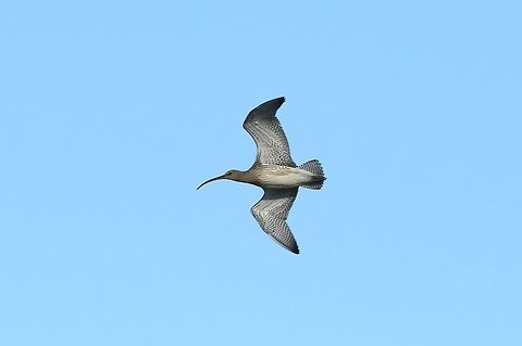 Whimbrel (Numenius phaeopus) Reykjavik, Iceland. Sep 13th, 2018 Geotagged,Iceland,Numenius phaeopus,Summer,Whimbrel