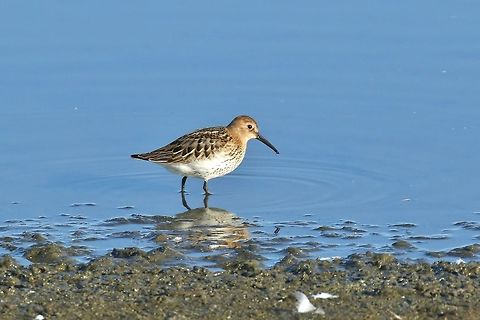 Dunlin (Calidris alpina) Reykjavik, Iceland. Sep 13th, 2018 Calidris alpina,Dunlin,Geotagged,Iceland,Summer