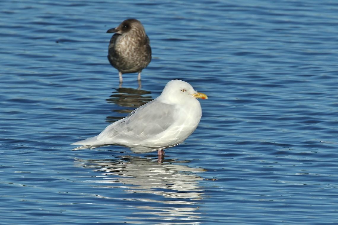 Iceland gull (Larus glaucoides) Reykjavik, Iceland. Sep 13th, 2018 Geotagged,Iceland,Iceland gull,Larus glaucoides,Summer