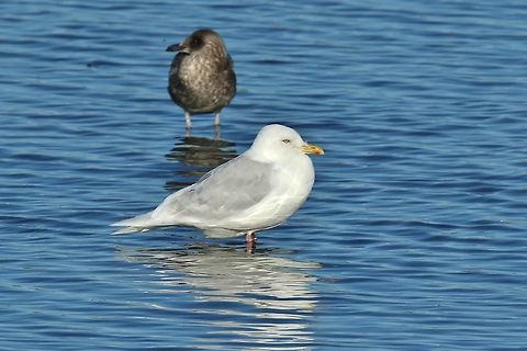 Iceland gull (Larus glaucoides) Reykjavik, Iceland. Sep 13th, 2018 Geotagged,Iceland,Iceland gull,Larus glaucoides,Summer