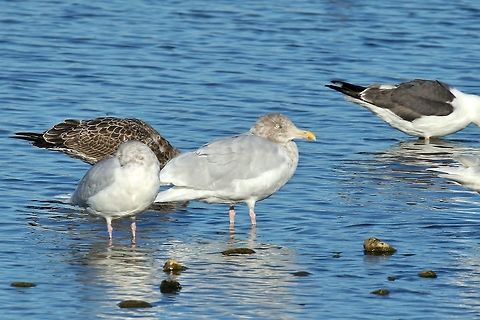 Glaucous gull (Larus hyperboreus) Reykjavik, Iceland. Sep 13th, 2018 Geotagged,Glaucous gull,Iceland,Larus hyperboreus,Summer