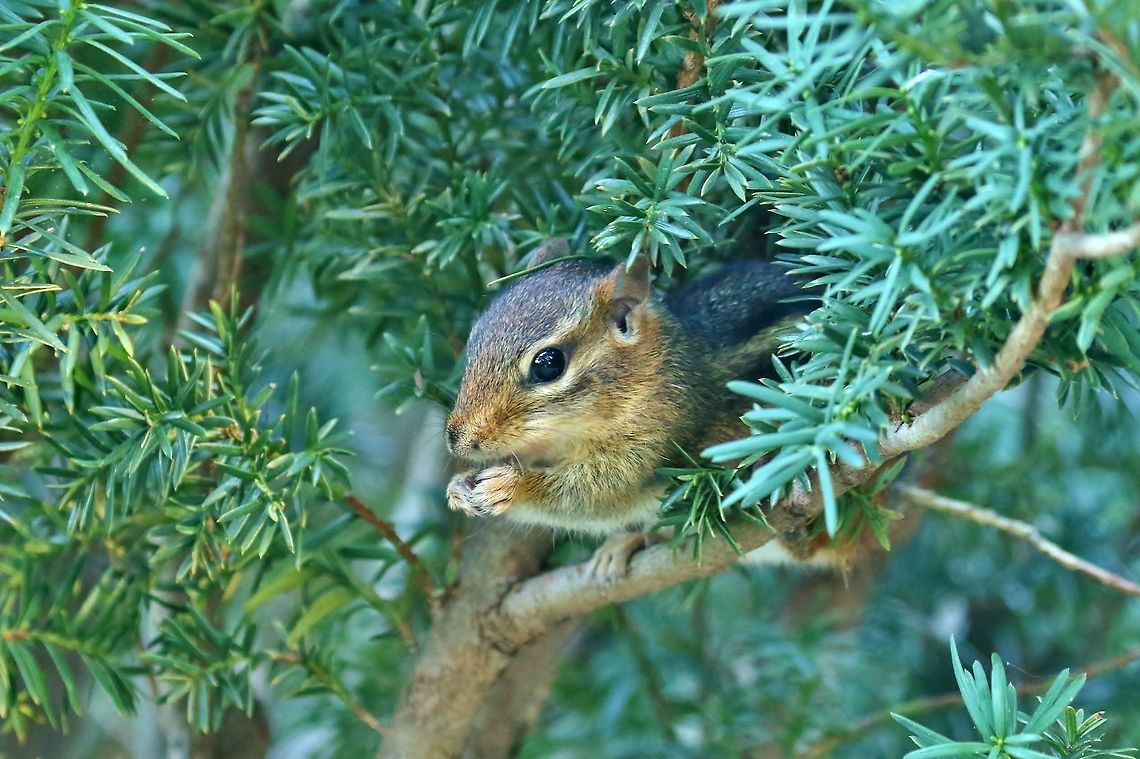 A cute chipmunk peeking out Missouri Botanical Garden, St Louis. Sep 15th, 2018 Eastern chipmunk,Geotagged,Summer,Tamias striatus,United States