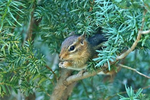 A cute chipmunk peeking out Missouri Botanical Garden, St Louis. Sep 15th, 2018 Eastern chipmunk,Geotagged,Summer,Tamias striatus,United States